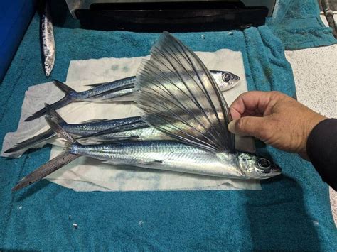 G Fly Flying Fish Baits Now Available At Local Shops .